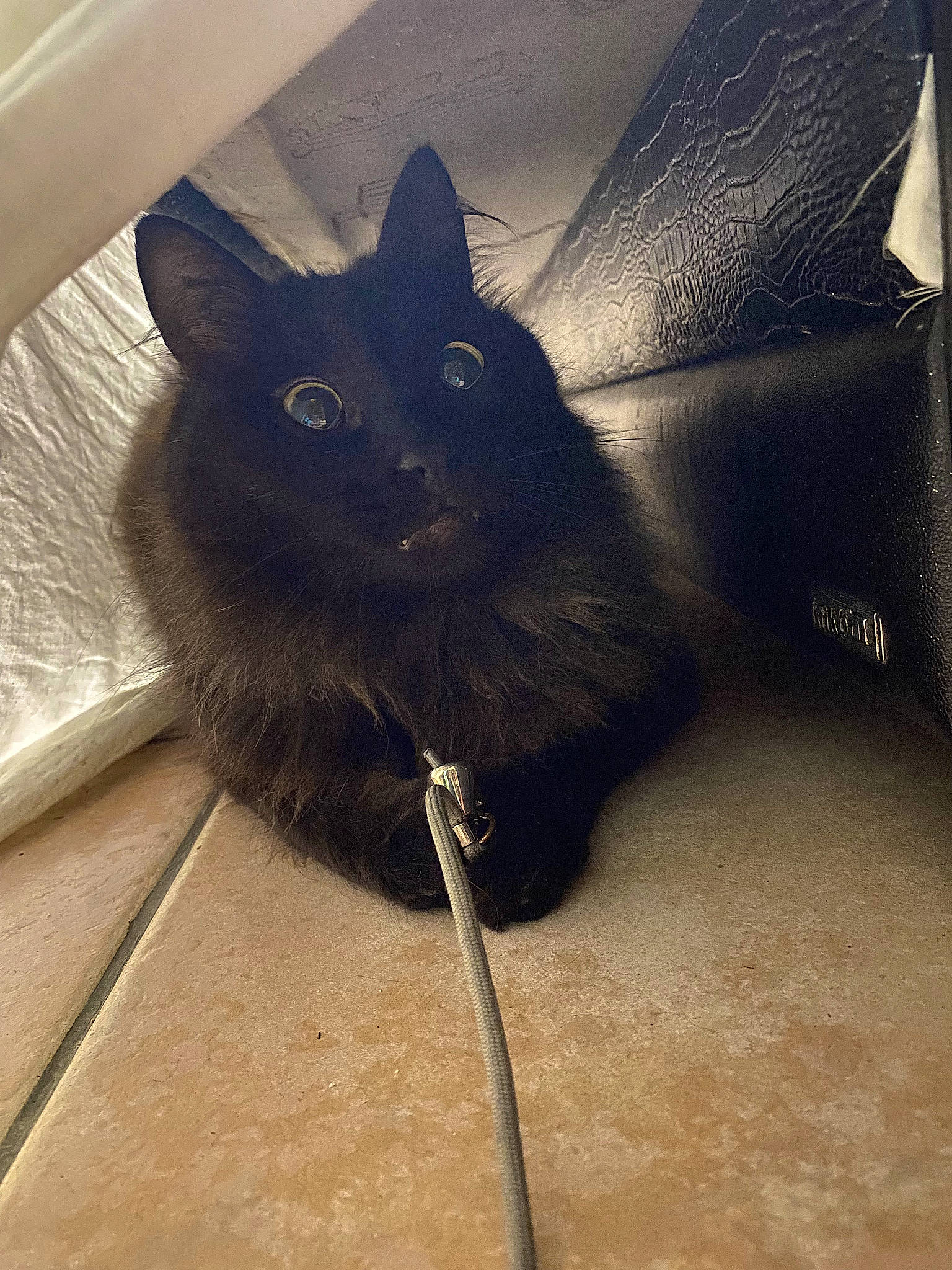 Yoda a rejoint le concours — aidez-le/la à gagner de superbes lots ! automotive_tire, black_cat, carnivore, cat, comfort, domestic_short_haired_cat, electric_blue, fashion_accessory, felidae, flooring, fur, grey, mammal, shadow, small_to_medium_sized_cats, snout, tail, tints_and_shades, whiskers, wood