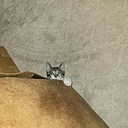 Simon is registered to the contest to win money with this photo: kitten, cat, peeking, curious, couch, blanket, carpet, indoor, furniture, pet, animal, paw, cute, small, tabby, whiskers, ears, playful, hiding, light