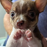 Bronson is registered to the contest to win money with this photo: puppy, dog, close_up, cute, pet, small_dog, ears, paws, face, animal, fur, whiskers, person, hand, indoor, portrait, expression, brown, white, young