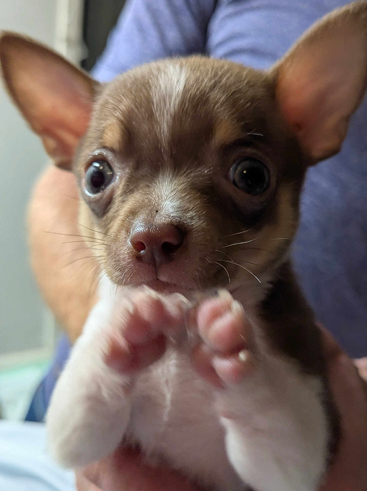 Bronson is registered to the contest to win money with this photo: puppy, dog, close_up, cute, pet, small_dog, ears, paws, face, animal, fur, whiskers, person, hand, indoor, portrait, expression, brown, white, young