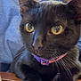 Olive is registered to the contest to win money with this photo: black_cat, cat, pet, animal, close_up, yellow_eyes, collar, purple_collar, indoor, person, blue_shirt, table, curious, alert, feline, whiskers, face, fur, domestic_cat, companion