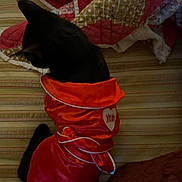 Olive joined the competition — help win amazing prizes! cat, black_cat, pet, animal, costume, red_clothing, bed, quilt, striped_bedspread, indoor, feline, sitting, looking_away, fabric, textile, heart_patch, xoxo, cozy, domestic, cute