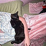 Olive joined the competition — help win amazing prizes! black_cat, sleeping_cat, person, arm, bed, blanket, pink_blanket, green_sheet, indoor, resting, cozy, cute, pet, feline, animal, relaxation, nap, soft_texture, human, casual