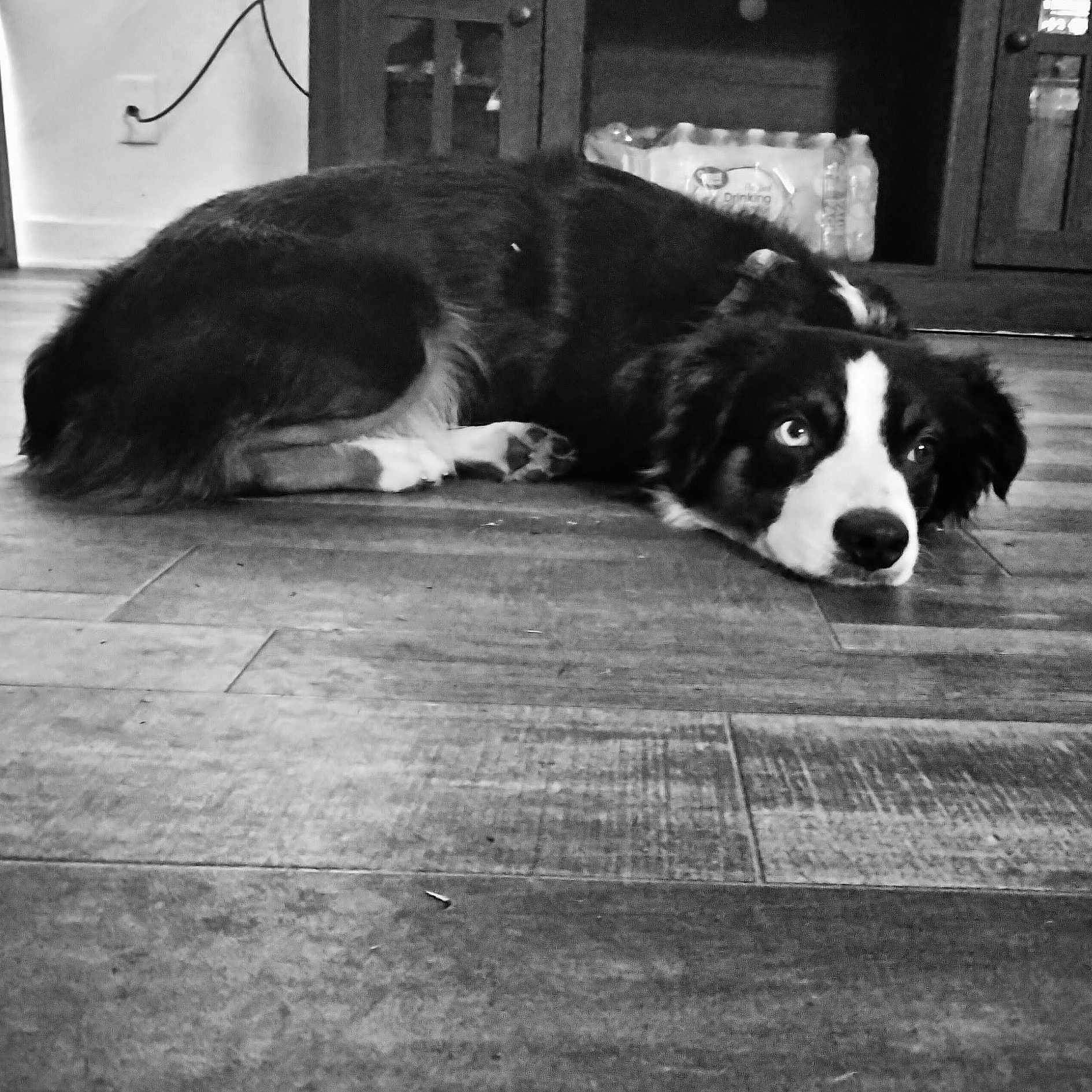 Creed joined the competition — help win amazing prizes! animal, ball, canine, cockerspaniel, collie, couch, dog, furniture, hardwood, hound, husky, indoors, leash, pet, puppy, saintbernard, sport, tennis, tennisball, wood