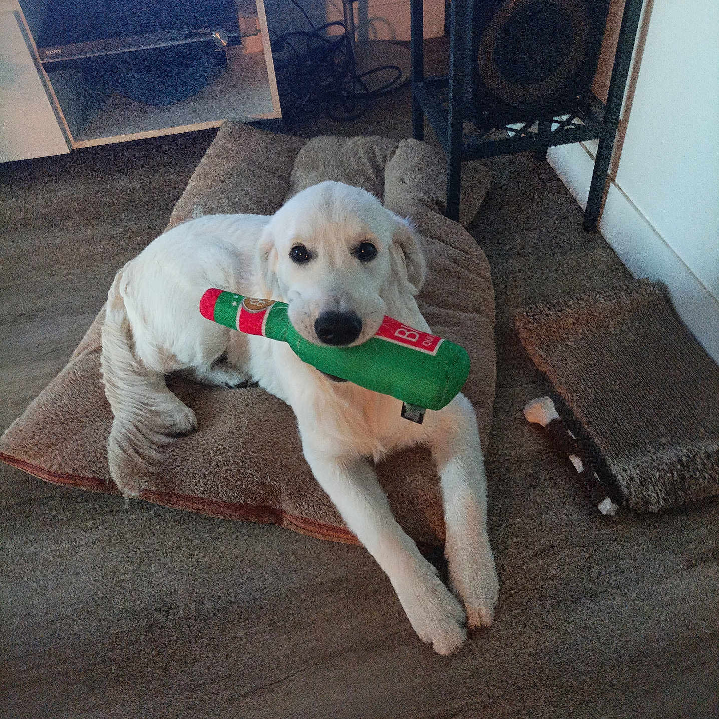 Abricot participe au concours pour gagner de l'argent avec cette photo : animal, canine, cozy, cushion, cute, dog, dog_toy, electronics, floor, furniture, home, indoor, laying_down, pet, playful, relaxed, speaker, toy, white_dog, wooden_floor