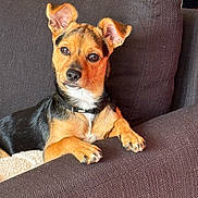 Bernie a rejoint le concours — aidez-le/la à gagner de superbes lots ! dog, puppy, small_dog, pointy_ears, brown_fur, black_fur, white_chest, pet, animal, portrait, sitting, couch, sofa, indoors, home, collar, paws, alert, cute, laundry