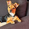 dog, puppy, small_dog, pointy_ears, brown_fur, black_fur, white_chest, pet, animal, portrait, sitting, couch, sofa, indoors, home, collar, paws, alert, cute, laundry