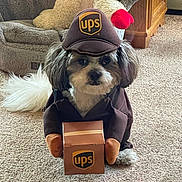 Charlie is registered to the contest to win money with this photo: dog, costume, ups, package, carpet, pet_bed, stuffed_animal, indoor, brown, white, fluffy, small_dog, toy, hat, animal, cute, funny, pet, home, carpeted_floor