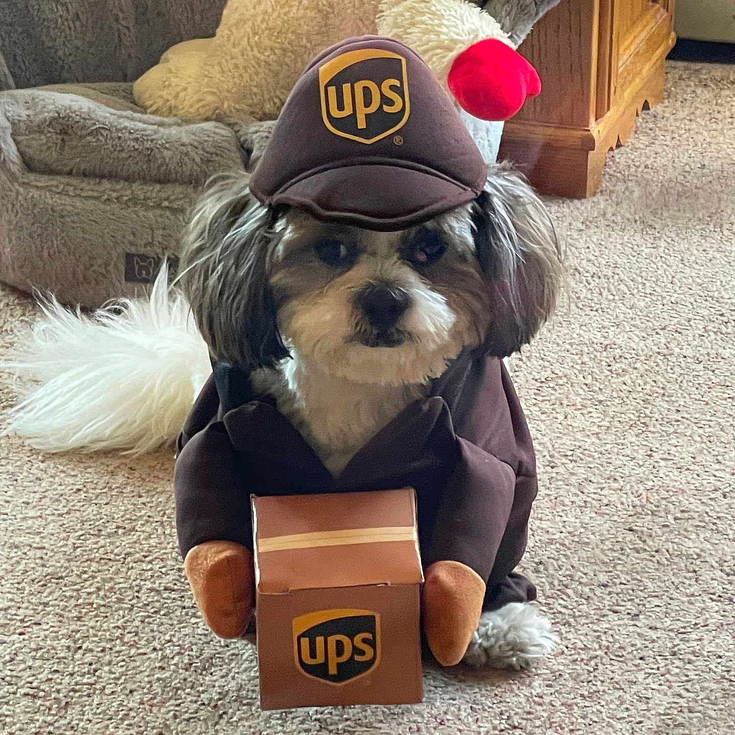Charlie is registered to the contest to win money with this photo: animal, brown, carpet, carpeted_floor, costume, cute, dog, fluffy, funny, hat, home, indoor, package, pet, pet_bed, small_dog, stuffed_animal, toy, ups, white