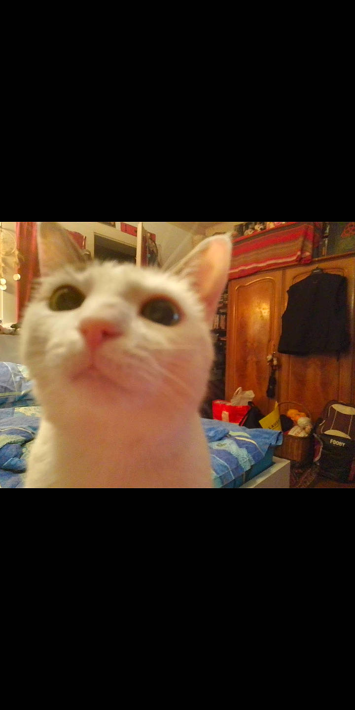 Ange a rejoint le concours — aidez-le/la à gagner de superbes lots ! carnivore, cat, domestic_short_haired_cat, fawn, felidae, flesh, fur, nail, paw, small_to_medium_sized_cats, snout, whiskers