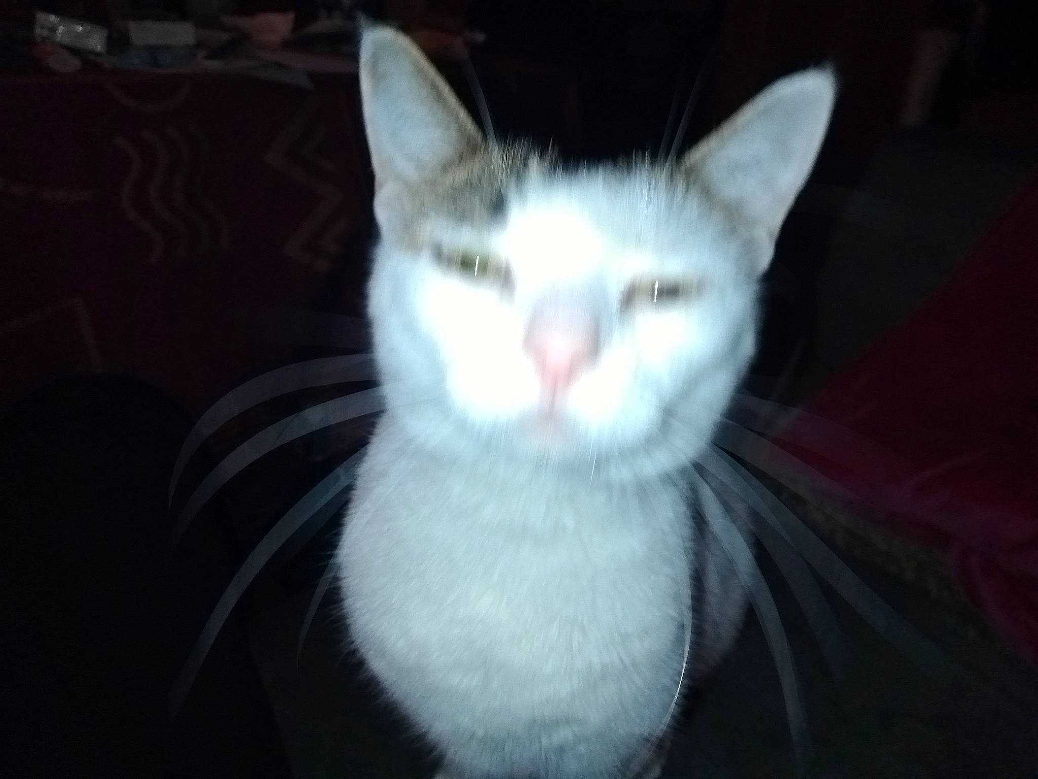 Ange a rejoint le concours — aidez-le/la à gagner de superbes lots ! carnivore, cat, darkness, domestic_short_haired_cat, ear, eye, felidae, fur, no_expression, paw, small_to_medium_sized_cats, snout, tail, whiskers