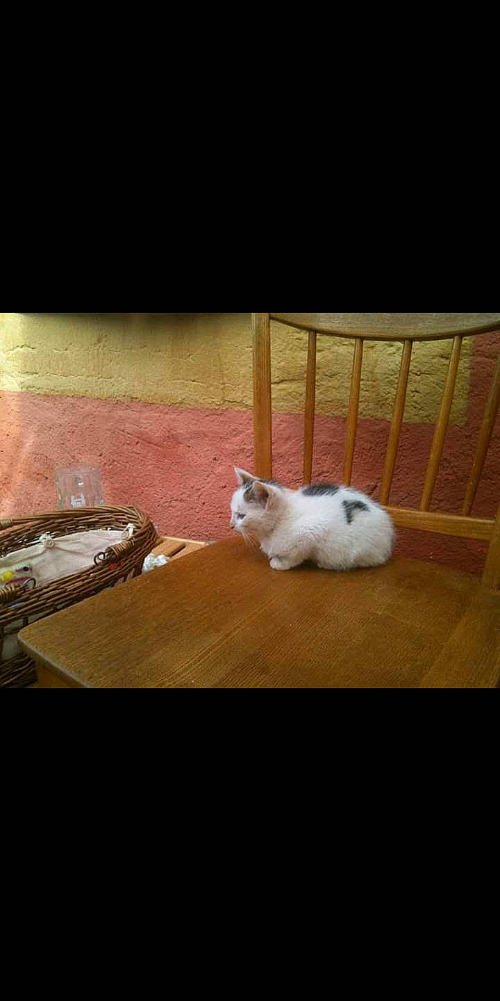 Ange a rejoint le concours — aidez-le/la à gagner de superbes lots ! cat, comfort, darkness, domestic_rabbit, felidae, floor, flooring, hardwood, mammal, paw, photo_caption, rabbit, rabbits_and_hares, sky, small_to_medium_sized_cats, tail, tints_and_shades, vertebrate, whiskers, wood