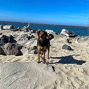 Arlo is registered to the contest to win money with this photo: dog, beach, sand, rocks, driftwood, sea, water, blue_sky, sunny, outdoor, shadow, tail, animal, nature, coast, happy, pet, canine, daytime, landscape