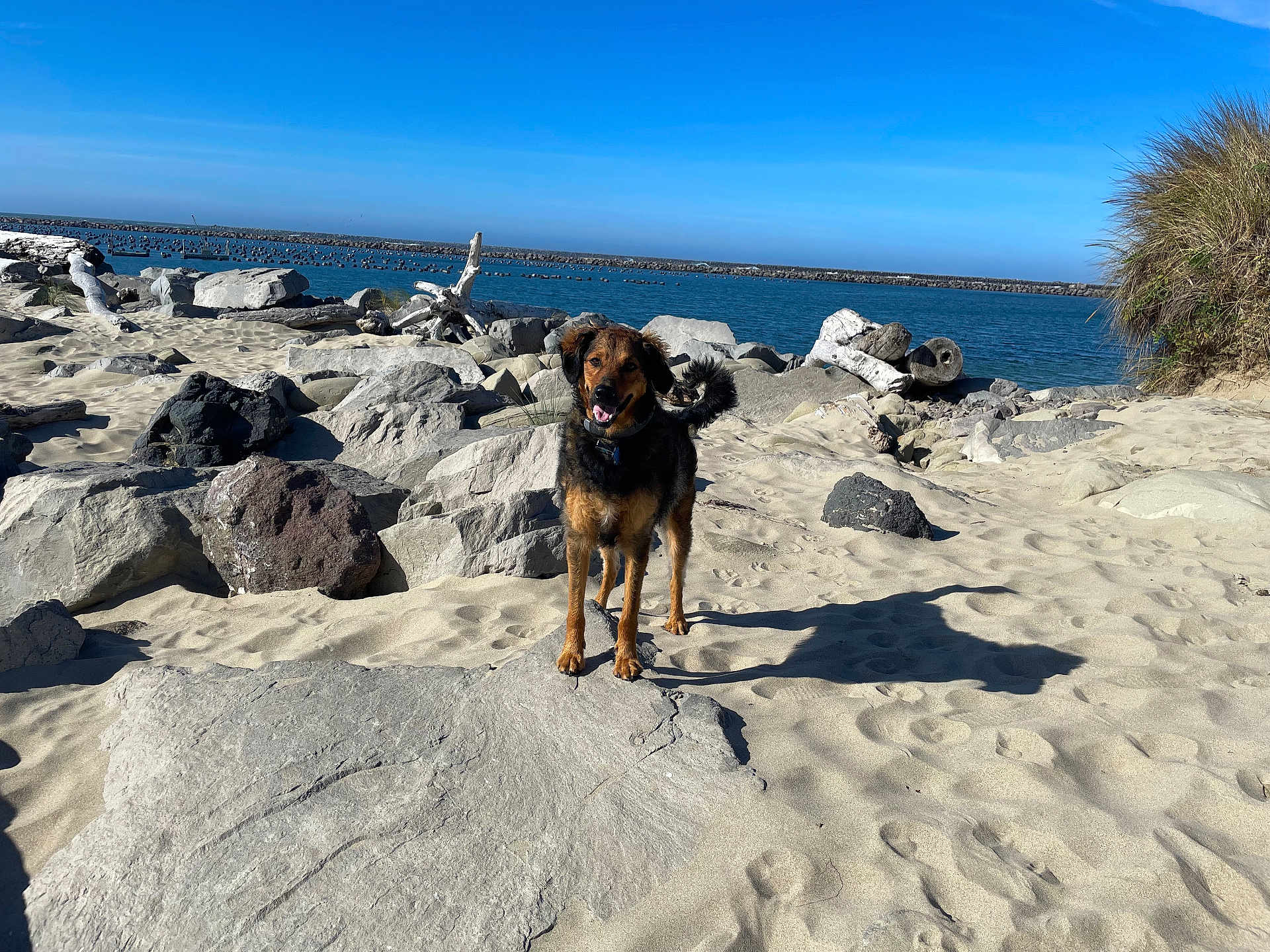Arlo