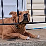 animal, broom, brown_dog, calm, closeup, collar, concrete, dog, door, ears, fence, house, outdoor, paws, pet, porch, resting, sidewalk, snout, wrought_iron_bars