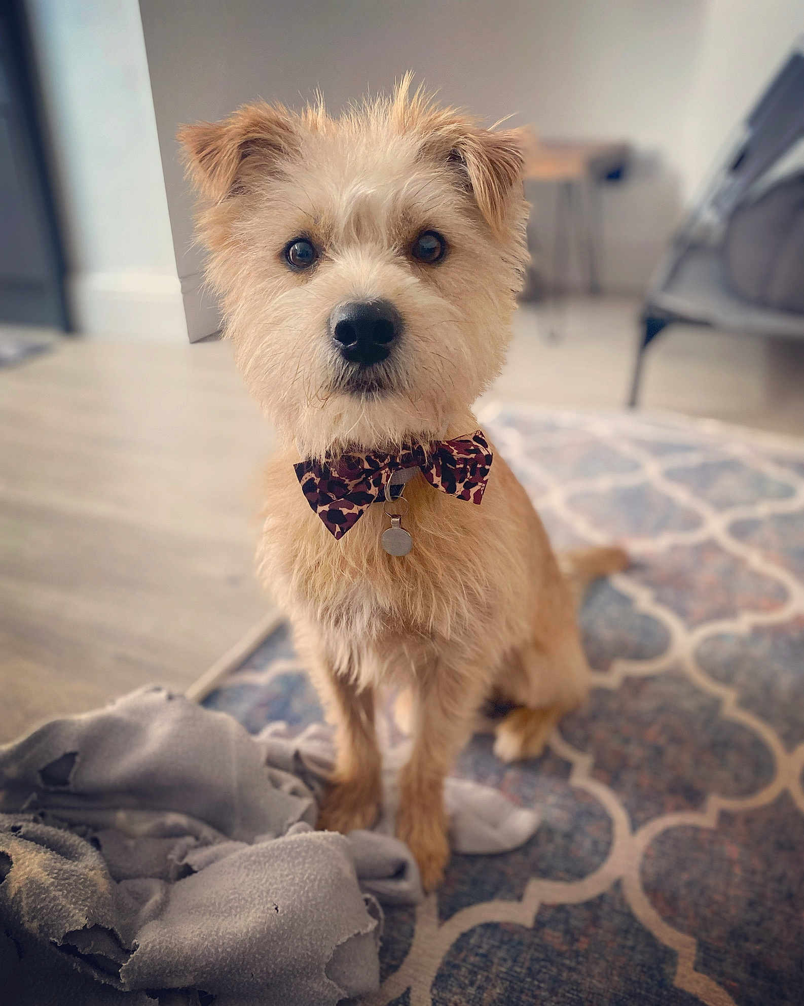 Gus