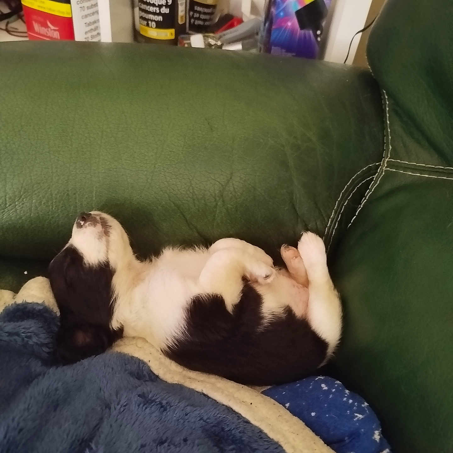 Daisy a rejoint le concours — aidez-le/la à gagner de superbes lots ! animal, architecture, ball, building, canine, couch, cushion, dog, furniture, homedecor, hound, indoors, livingroom, person, pet, puppy, room, sleeping, sport, tennis