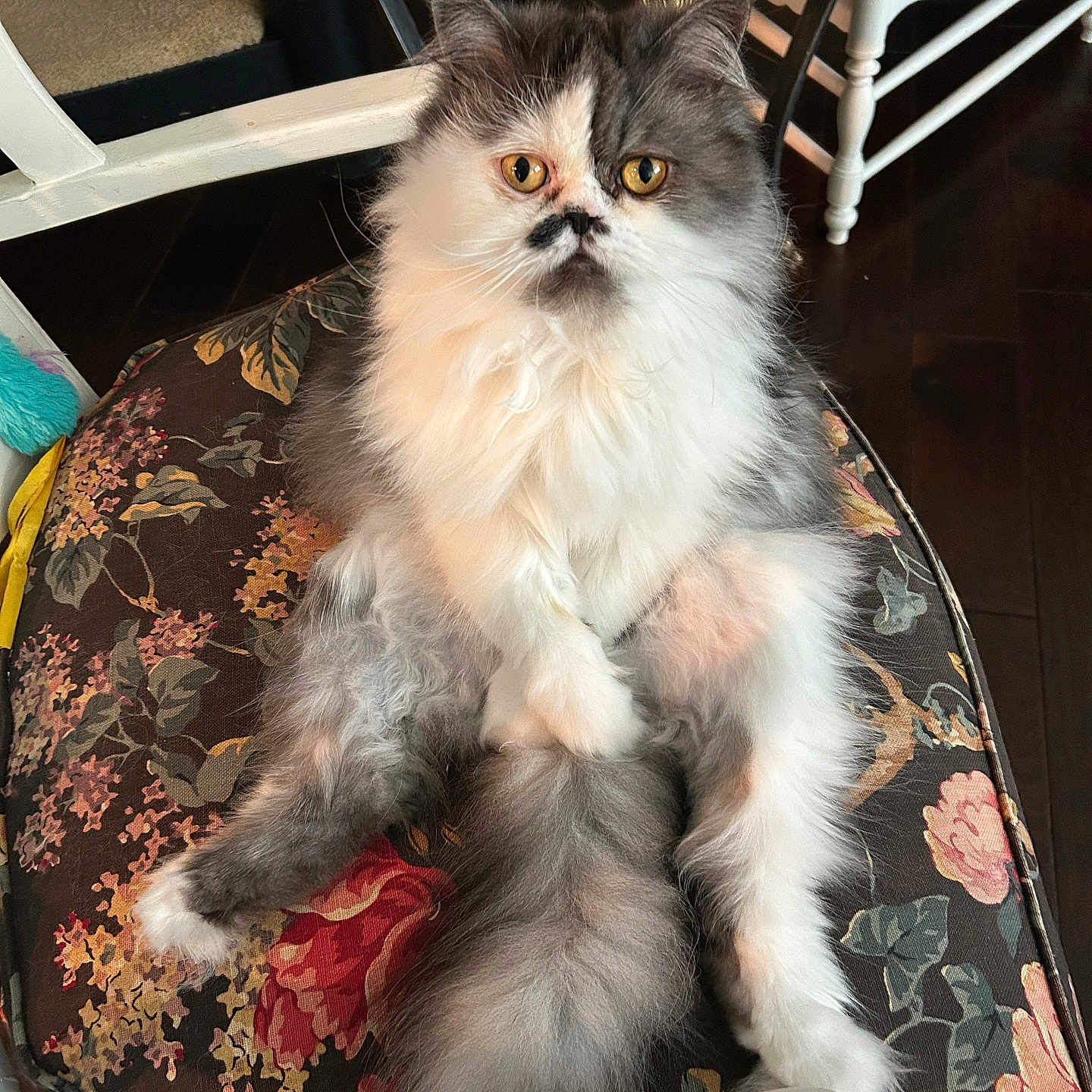 Pierre is registered to the contest to win money with this photo: cat, chair, closeup, cushion, cute, floral_pattern, fluffy, fur, furniture, golden_eyes, indoor, long_haired_cat, looking_at_camera, pet, portrait, sitting, table, tail, whiskers, wooden_floor