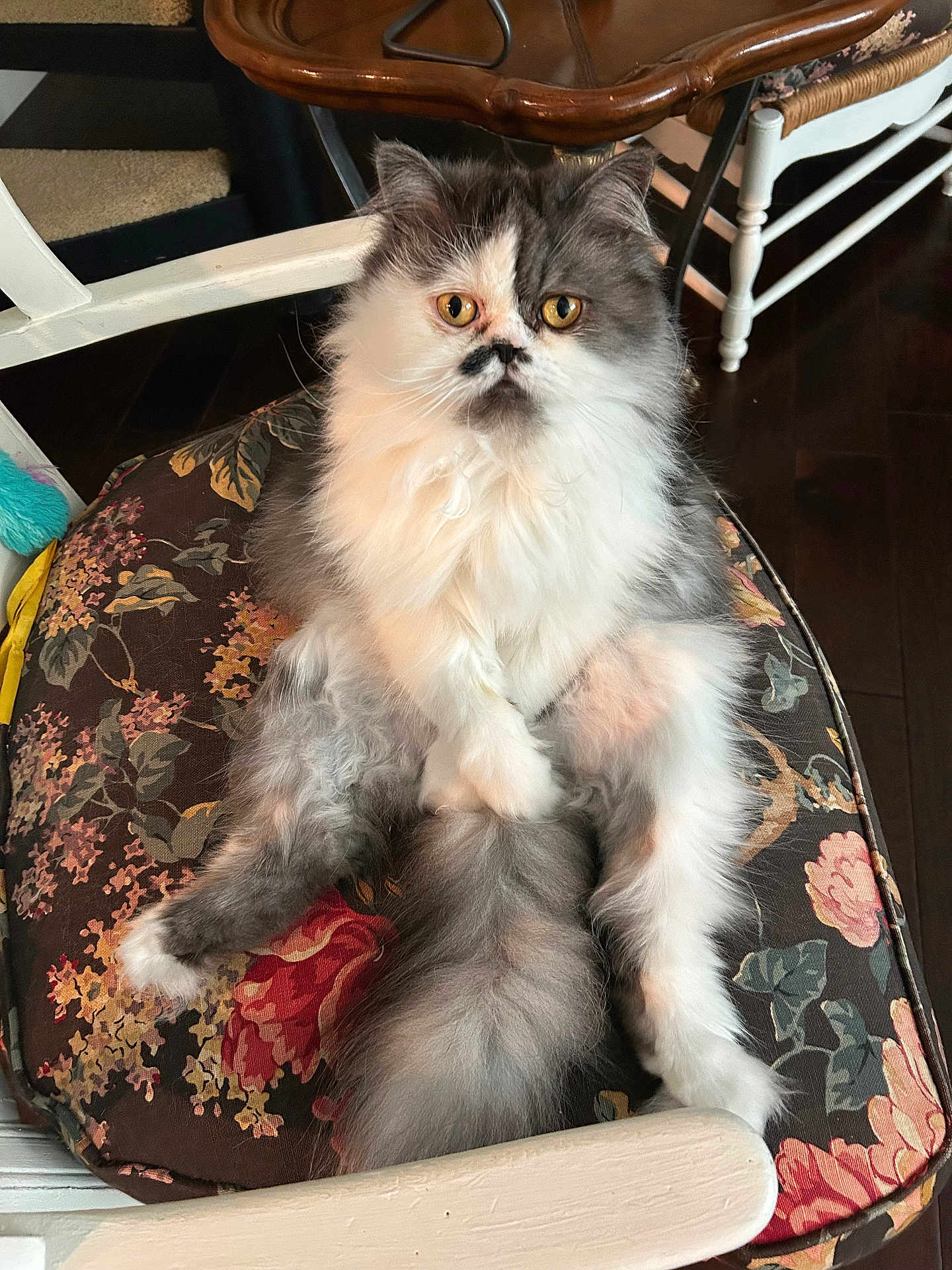 Pierre is registered to the contest to win money with this photo: cat, long_haired_cat, fluffy, sitting, cushion, floral_pattern, chair, indoor, portrait, golden_eyes, whiskers, tail, fur, pet, looking_at_camera, cute, furniture, wooden_floor, table, closeup