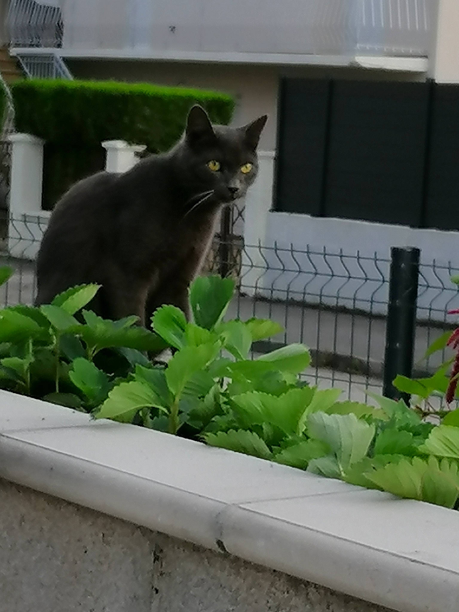 Alf a rejoint le concours — aidez-le/la à gagner de superbes lots ! annual_plant, black_cat, carnivore, cat, domestic_short_haired_cat, felidae, garden, grass, groundcover, herb, leaf_vegetable, plant, rectangle, shrub, sitting, small_to_medium_sized_cats, tail, whiskers, window, wood