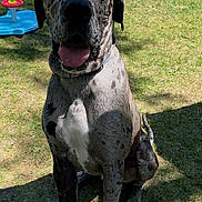 Duke is registered to the contest to win money with this photo: dog, great_dane, sitting, outdoor, grass, sunlight, house, yard, pet, animal, tongue_out, happy, shadow, collar, play_toy, greenery, daytime, canine, spot_pattern, relaxed