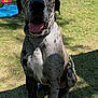 dog, great_dane, sitting, outdoor, grass, sunlight, house, yard, pet, animal, tongue_out, happy, shadow, collar, play_toy, greenery, daytime, canine, spot_pattern, relaxed