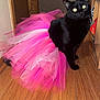 black_cat, cat, pink_tutu, tulle_skirt, pet, indoor, wooden_floor, animal, feline, costume, cute, sitting, fur, whiskers, ears, eyes, domestic_cat, pet_clothing, flooring, room