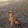 dog, tennis_ball, park, playground, slide, bench, grass, leaves, dirt, outdoor, pet, animal, brown_dog, collar, sitting, concentration, balance, autumn, daylight, nature