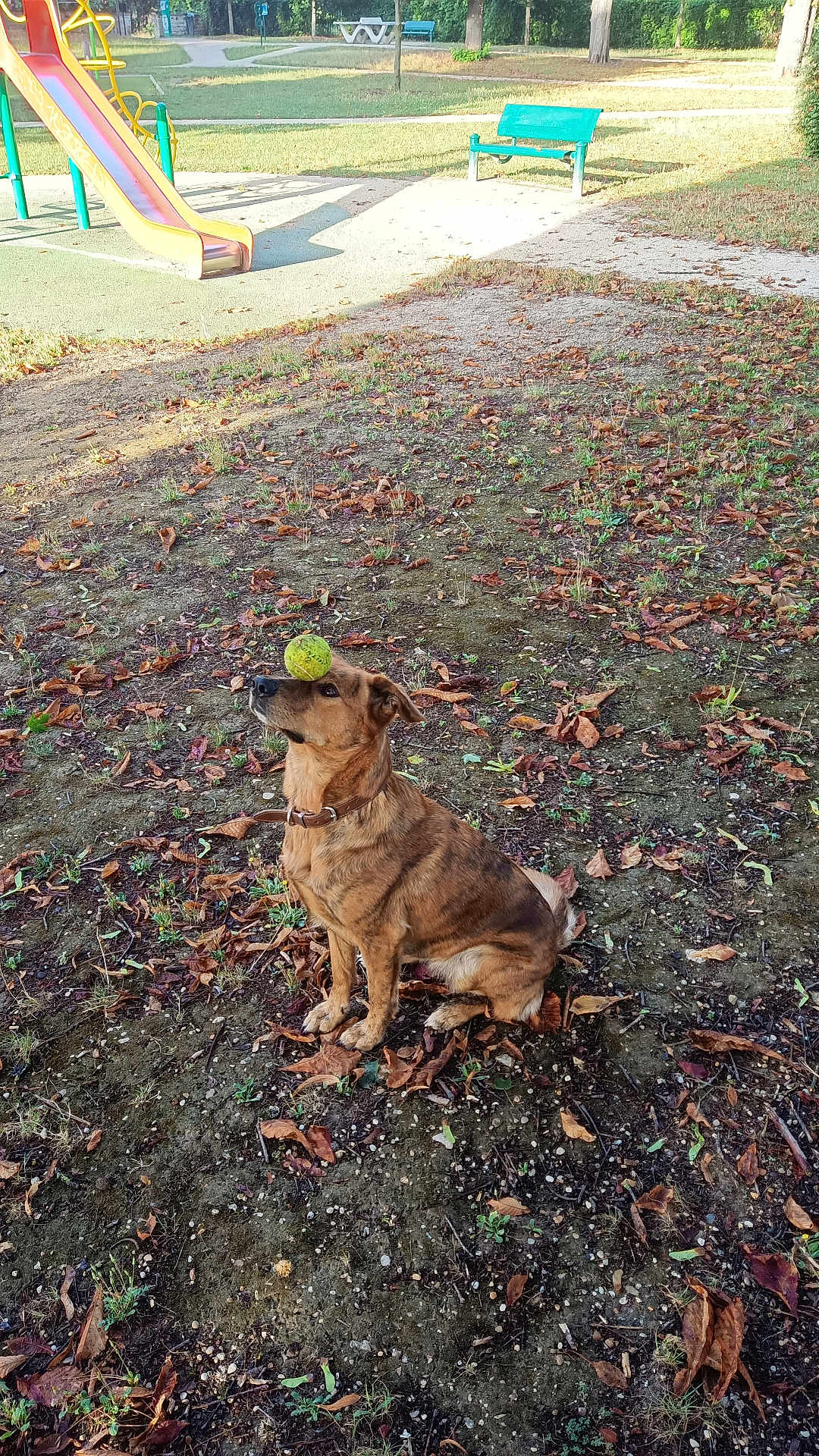 Noa a rejoint le concours — aidez-le/la à gagner de superbes lots ! dog, tennis_ball, park, playground, slide, bench, grass, leaves, dirt, outdoor, pet, animal, brown_dog, collar, sitting, concentration, balance, autumn, daylight, nature