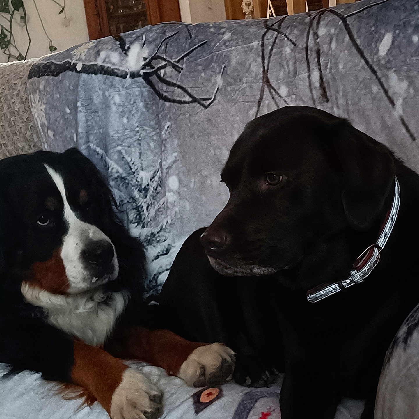 Rosy Et Uby a rejoint le concours — aidez-le/la à gagner de superbes lots ! animal, black_dog, blanket, collar, companion, couch, cozy, dog, fur, furniture, home, indoor, living_room, looking, paw, pet, portrait, relaxed, sitting, tricolor_dog