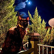 Pandora is registered to the contest to win money with this photo: animal, backyard, cat, dark, eyes, fence, greenery, lamp, moon, mystery, nature, night, outdoor, pet, railing, silhouette, sky, tortoiseshell_cat, tree, wood