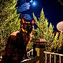 animal, backyard, cat, dark, eyes, fence, greenery, lamp, moon, mystery, nature, night, outdoor, pet, railing, silhouette, sky, tortoiseshell_cat, tree, wood