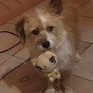 Pia a rejoint le concours — aidez-le/la à gagner de superbes lots ! animal, brown, companion, cute, dog, domestic, ears, eyes, floor, fur, indoor, looking_up, mouth, pet, plush_toy, small_dog, standing, tile, toy, white