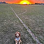 animal, canine, clouds, dog, evening, field, grass, landscape, leash, leisure, nature, outdoor, park, pet, quiet, scenic, sky, sun, sunset, walking
