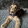 adorable, animal, brown, canine, carpet, companion, cute, dog, domestic, friendly, fur, home, indoor, laying_down, long_ears, looking_up, mammal, pet, portrait, relaxed