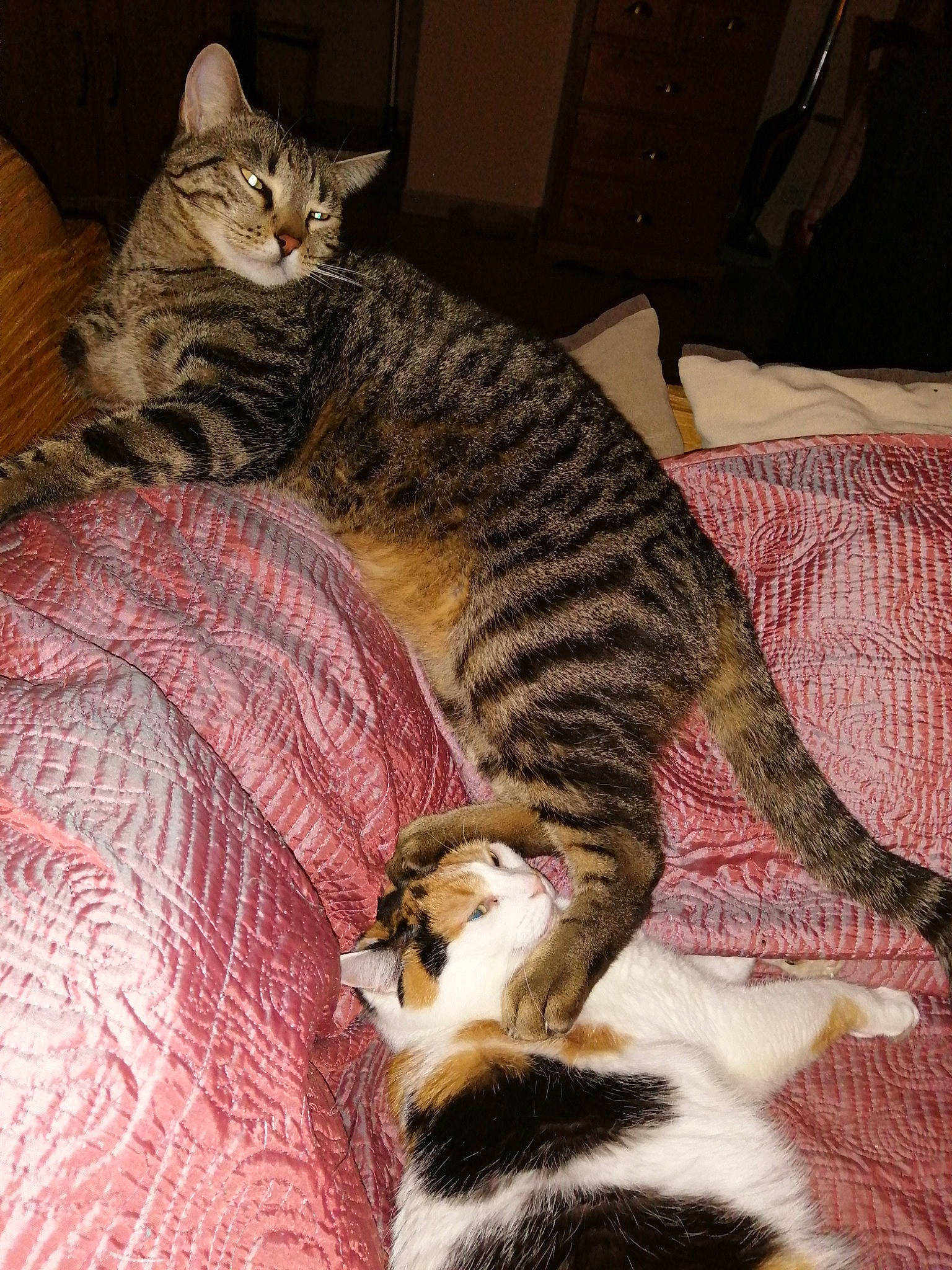 Cali participe au concours pour gagner de l'argent avec cette photo : carnivore, cat, comfort, domestic_short_haired_cat, felidae, flooring, fur, linens, nap, paw, small_to_medium_sized_cats, snout, tail, terrestrial_animal, whiskers