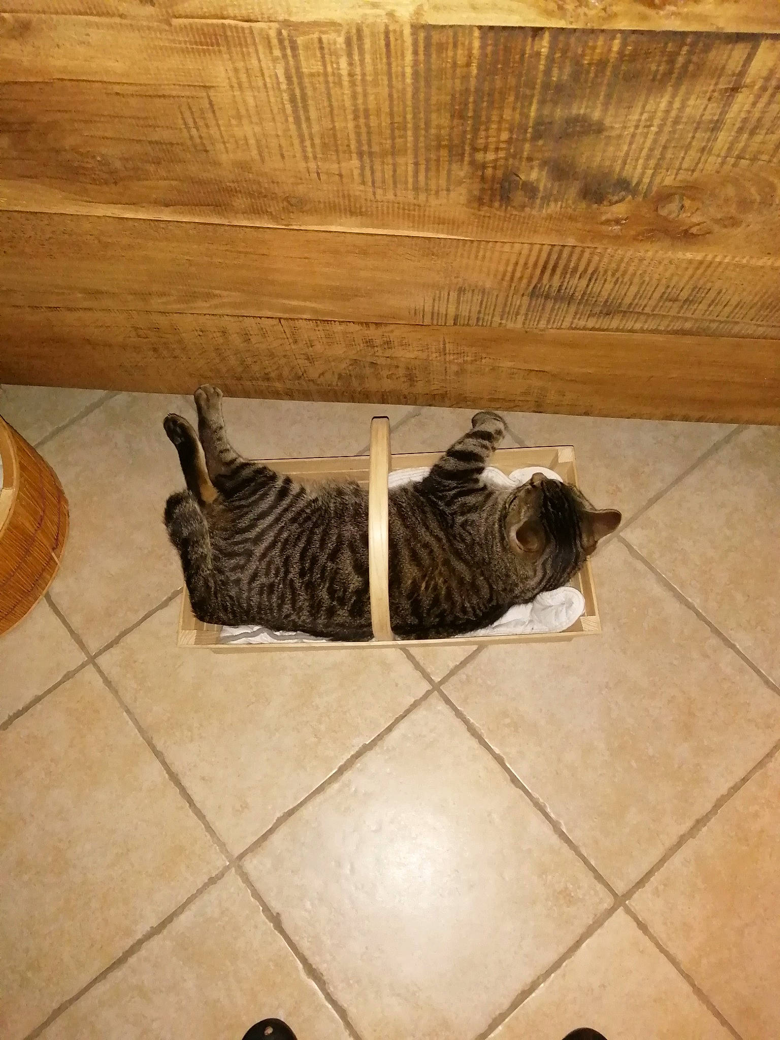 Cali a rejoint le concours — aidez-le/la à gagner de superbes lots ! carnivore, cat, dog_breed, fawn, felidae, floor, flooring, fur, hardwood, pet_supply, rectangle, room, small_to_medium_sized_cats, tail, terrestrial_animal, tints_and_shades, whiskers, wood, wood_flooring, wood_stain