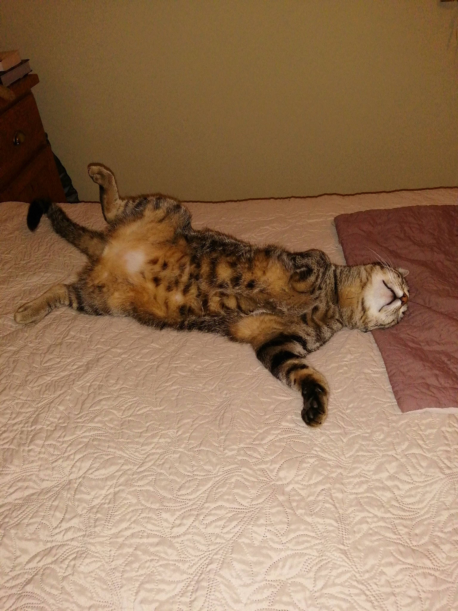 Cali participe au concours pour gagner de l'argent avec cette photo : bed, carnivore, cat, claw, comfort, couch, domestic_short_haired_cat, felidae, flooring, fur, hardwood, paw, room, small_to_medium_sized_cats, tail, terrestrial_animal, whiskers, wood