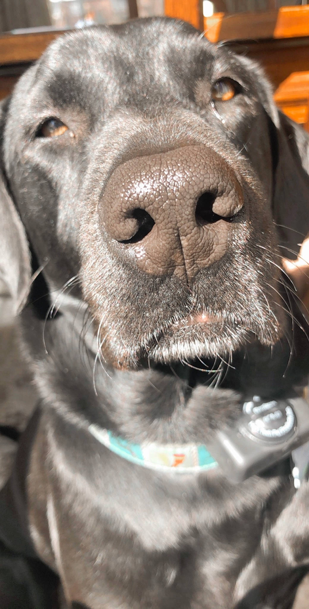 Jasper joined the competition — help win amazing prizes! beagador, blue_lacy, canidae, carnivore, close_up, dog, dog_breed, hunting_dog, labrador_retriever, mammal, nose, pointing_breed, snout, sporting_group, vertebrate, weimaraner, whiskers