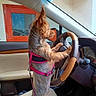 Dr. Ruby Faith joined the competition — help win amazing prizes! dog, small_dog, yorkshire_terrier, pet, animal, car, vehicle, steering_wheel, dashboard, driver, harness, leash, seated, standing, indoor, automotive, portrait, funny, brown_fur, pink_harness