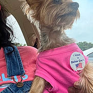 Dr. Ruby Faith is registered to the contest to win money with this photo: dog, yorkshire_terrier, small_dog, pet, pink_shirt, voting_button, political_button, car, car_interior, passenger, portrait, close_up, long_hair, fluffy, brown_fur, blue_sky, daylight, human, hand, outdoor_view