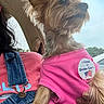 dog, yorkshire_terrier, small_dog, pet, pink_shirt, voting_button, political_button, car, car_interior, passenger, portrait, close_up, long_hair, fluffy, brown_fur, blue_sky, daylight, human, hand, outdoor_view