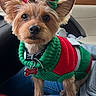 Dr. Ruby Faith is registered to the contest to win money with this photo: dog, small_dog, yorkshire_terrier, pet, christmas, holiday, festive, sweater, green, red, bow, accessories, collar, name_tag, sitting, car, vehicle, portrait, indoors, cute