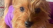 Dr. Ruby Faith is registered to the contest to win money with this photo: dog, small_dog, shaggy_dog, brown_fur, pet, crown, costume, purple_clothing, collar, bone_tag, black_nose, brown_eyes, portrait, close_up, being_held, person, arms, indoor, carpet, royal_theme