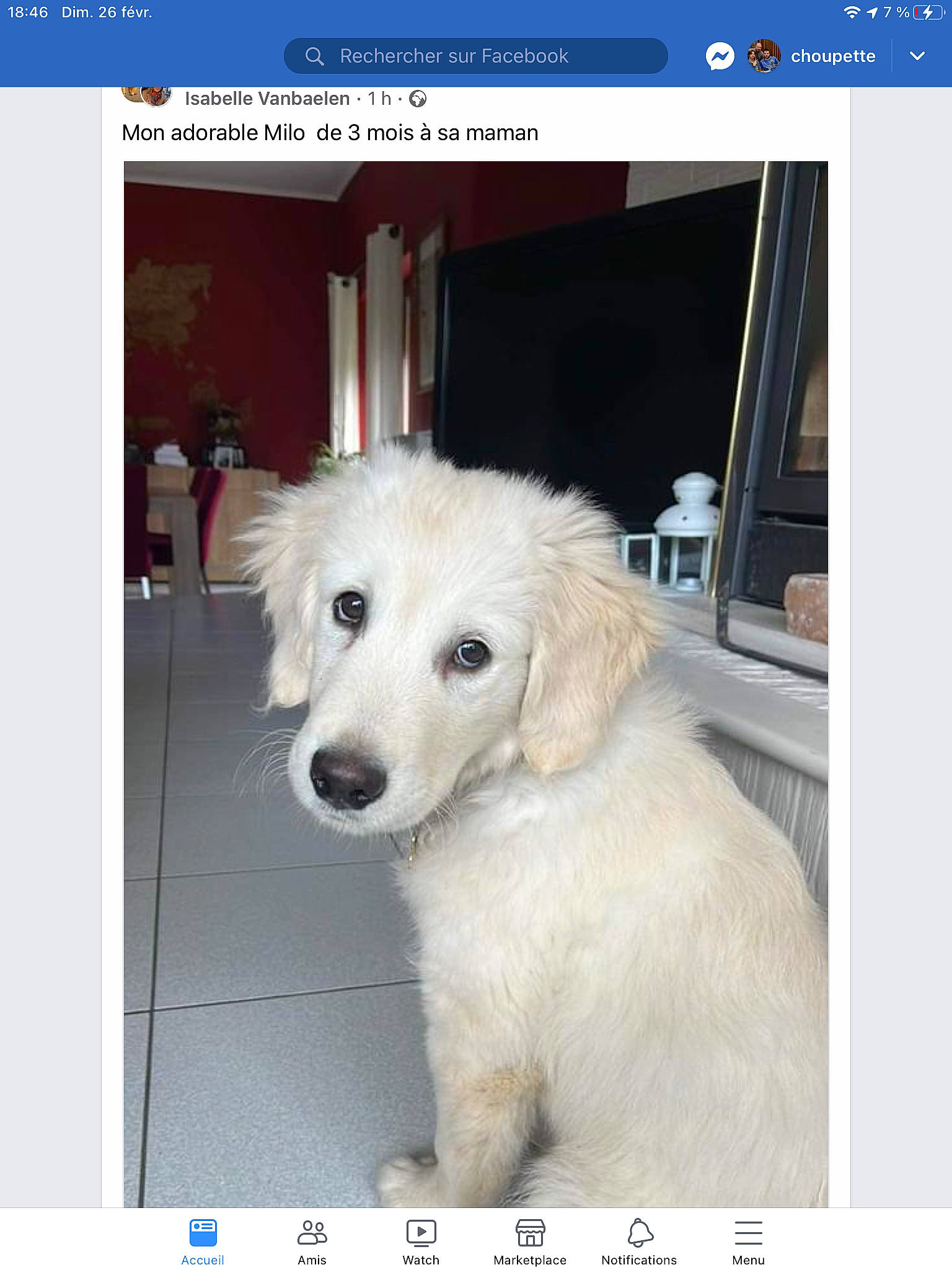 Buddy a rejoint le concours — aidez-le/la à gagner de superbes lots ! carnivore, companion_dog, dog, dog_breed, door, font, fur, giant_dog_breed, multimedia, photo_caption, rectangle, screenshot, software, sporting_group, working_animal