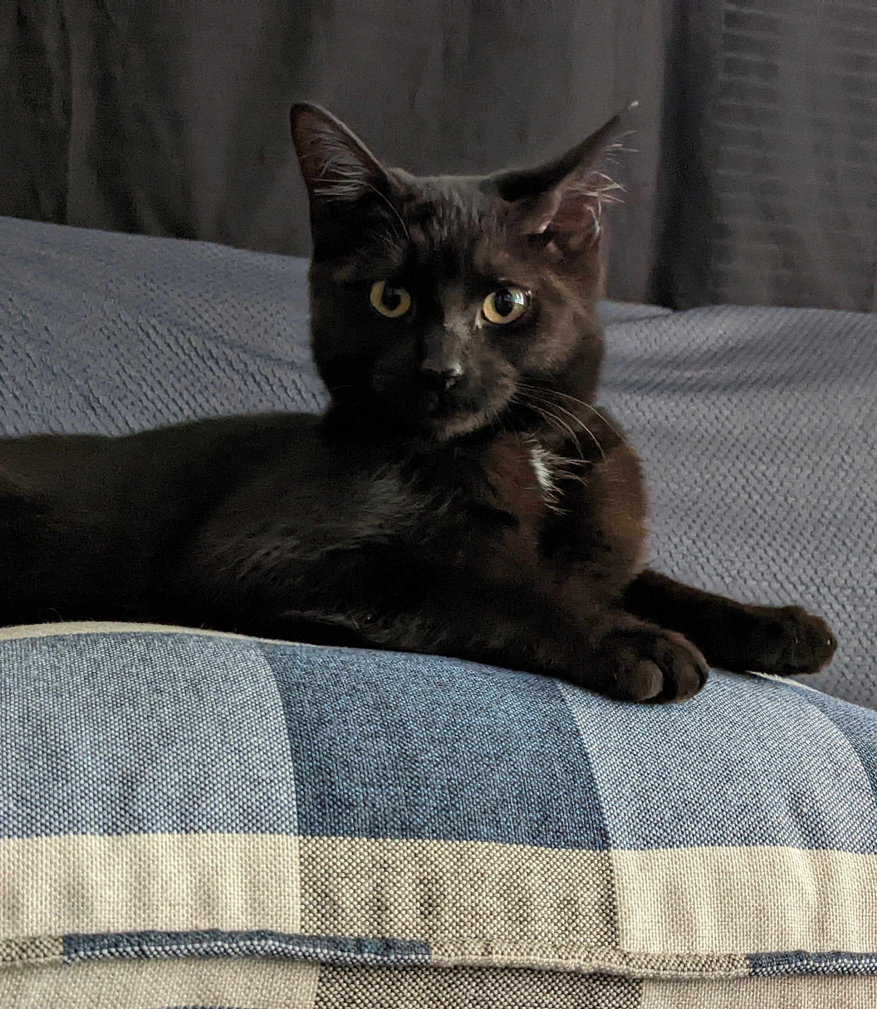 Frankie