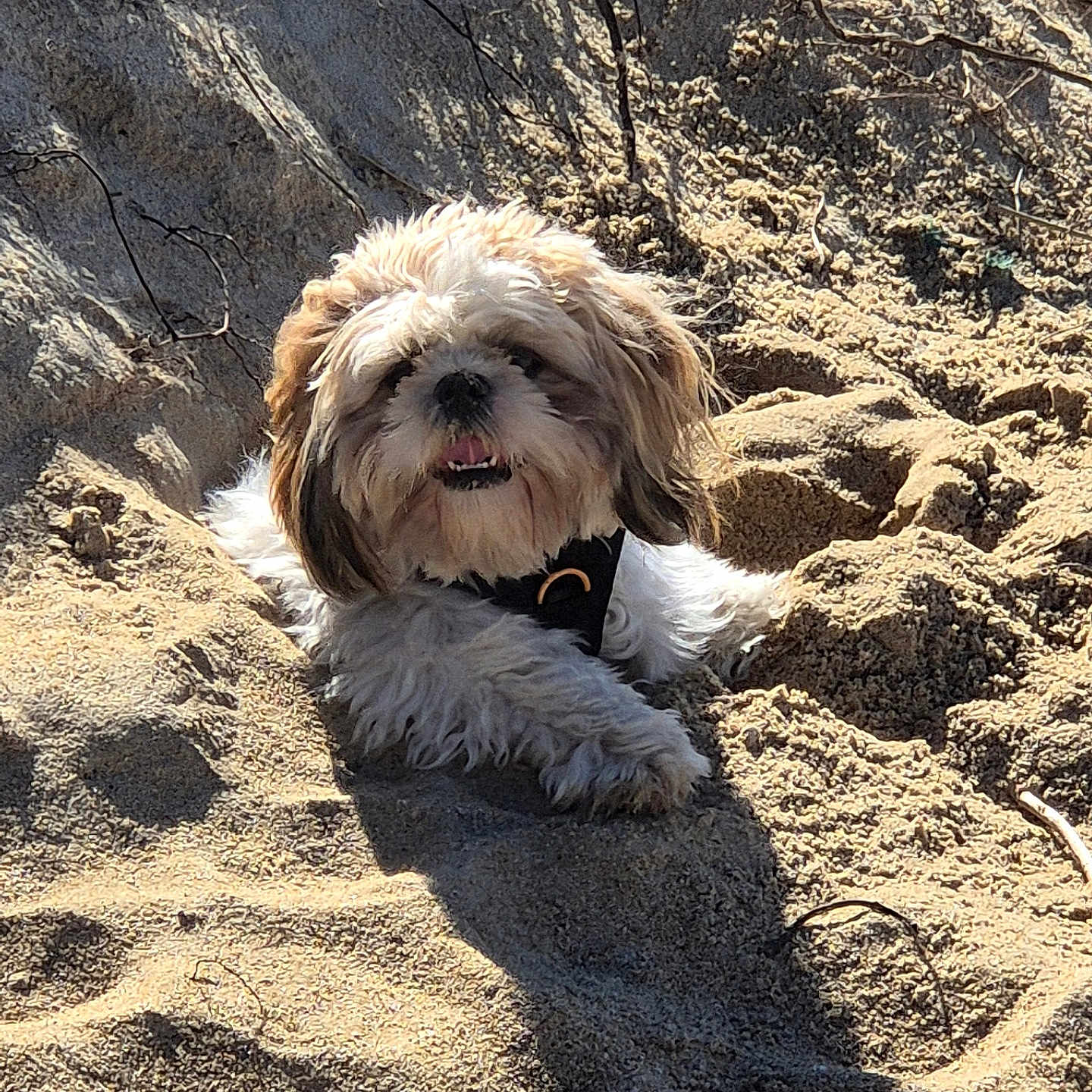 Vaïko participe au concours pour gagner de l'argent avec cette photo : dog, sand, outdoor, sunlight, pet, fluffy, happy, beach, canine, animal, nature, daylight, playful, fur, small_dog, relaxing, sunny, shadow, cute, muzzle
