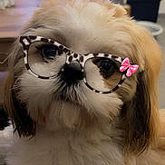 Vaïko participe au concours pour gagner de l'argent avec cette photo : dog, pet, indoor, glasses, digital_filter, cute, fluffy, small_dog, animal, face, fur, leopard_print, accessory, bow, closeup, portrait, domestic_animal, adorable, sitting, companion