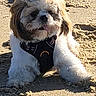dog, fluffy, sand, outdoor, pet, cute, harness, sunlight, animal, canine, relaxed, tongue, beach, fur, small_dog, mammal, portrait, laying, daytime, adorable