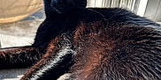Deusky participe au concours pour gagner de l'argent avec cette photo : black_cat, cat, feline, pet, indoor, sunlight, window, chair, fur, whiskers, alert, relaxed, animal, closeup, portrait, domestic_cat, curious, cozy, home, daylight